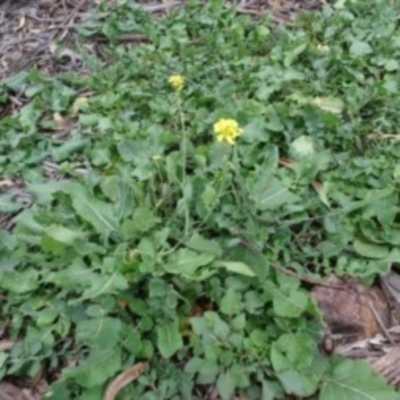 Sisymbrium orientale