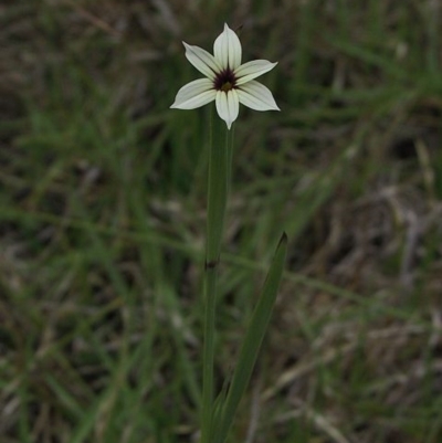 Sisyrinchium micranthum