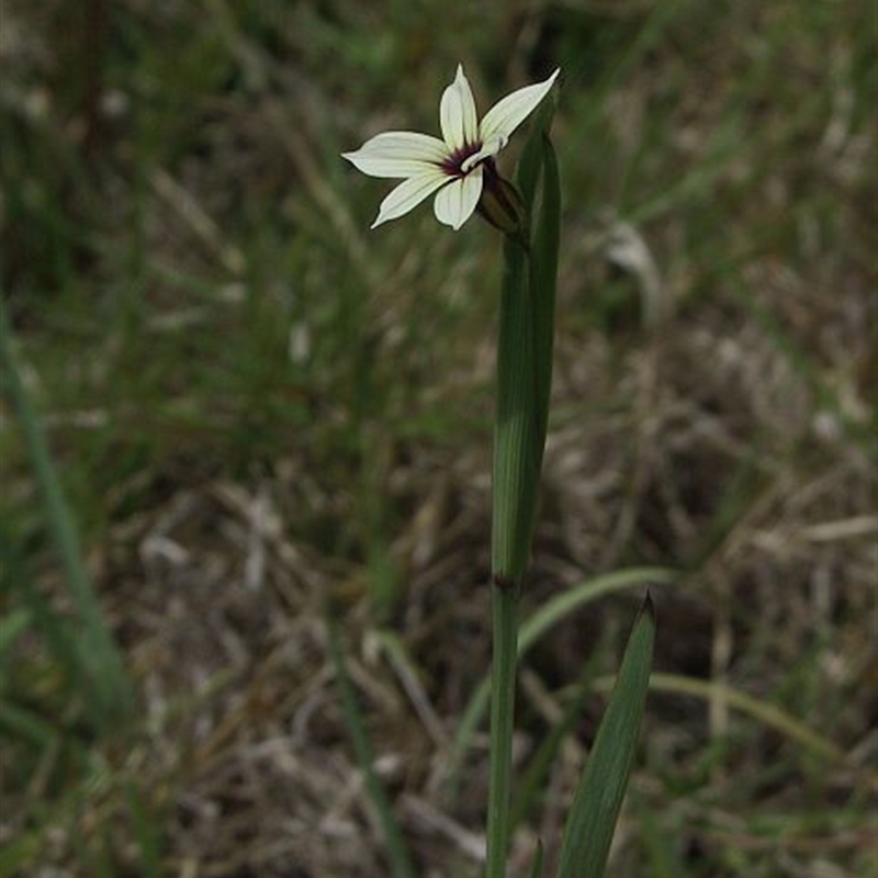 Sisyrinchium micranthum