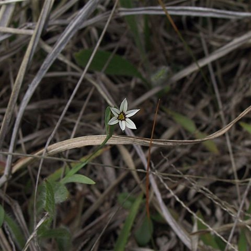 Sisyrinchium rosulatum