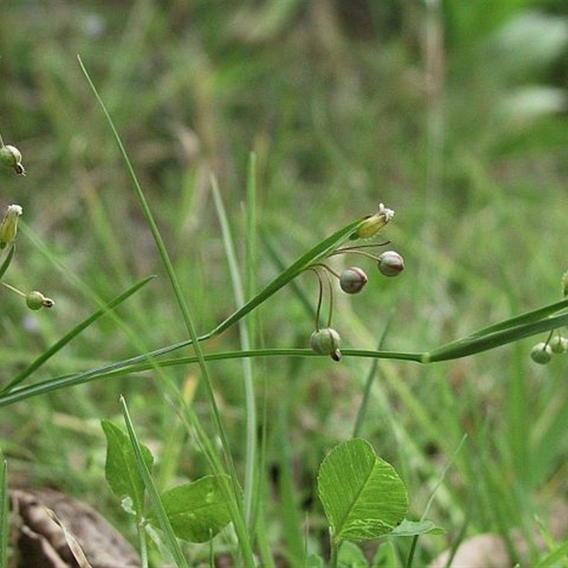 Sisyrinchium rosulatum