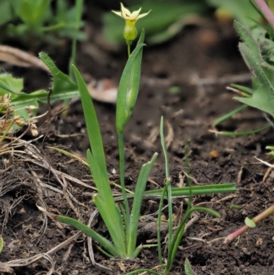 Sisyrinchium rosulatum