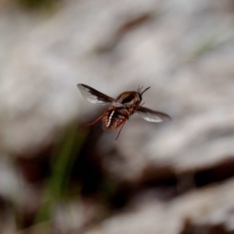 Sisyromyia sp. (genus)