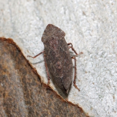 Smicrocotis obscura