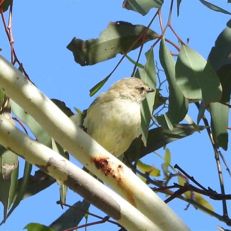 Smicrornis brevirostris