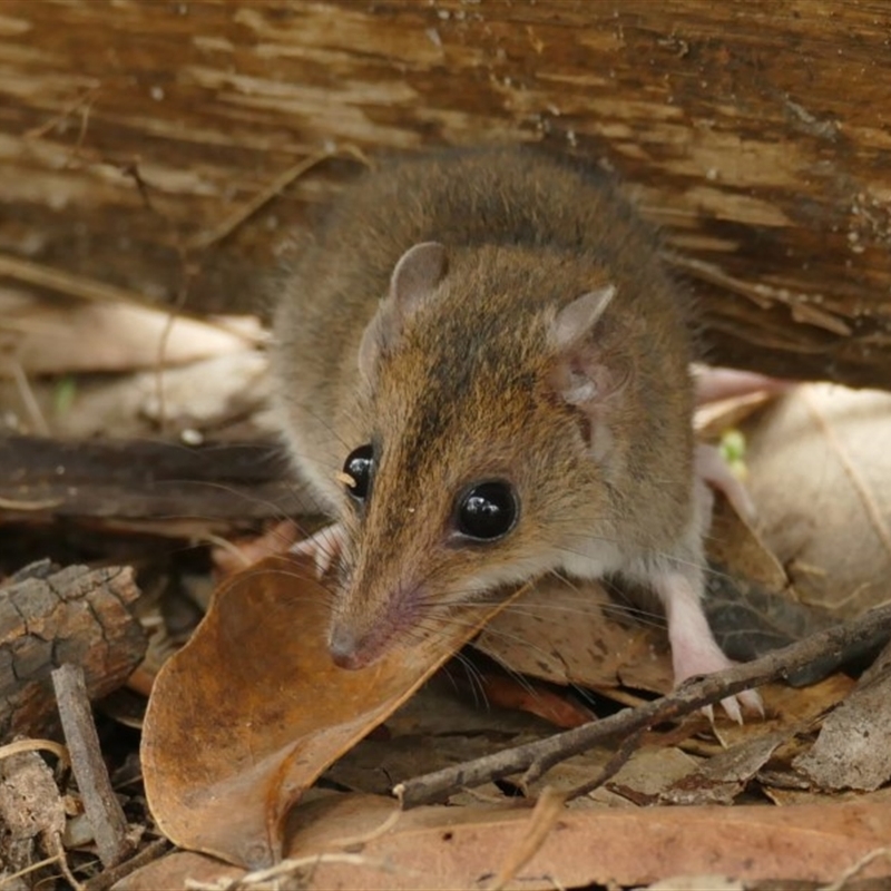 Sminthopsis leucopus