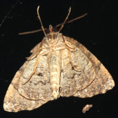 Smyriodes trigramma