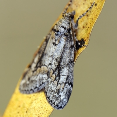 Smyriodes undescribed species nr aplectaria