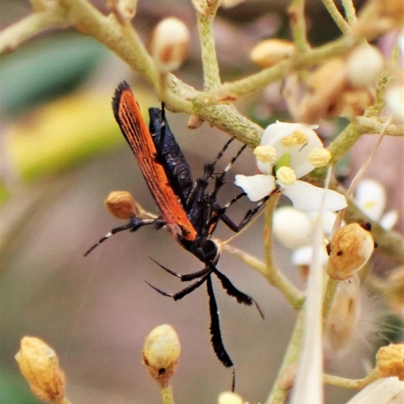 Snellenia lineata