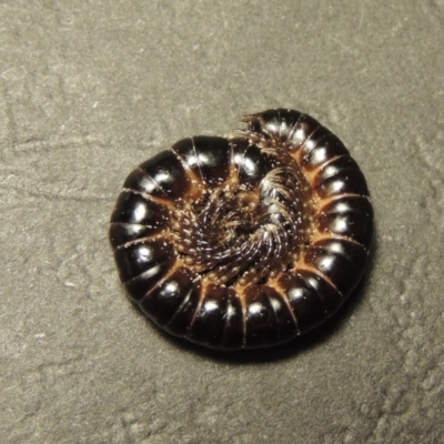 Solaenodolichopus sp. (genus)