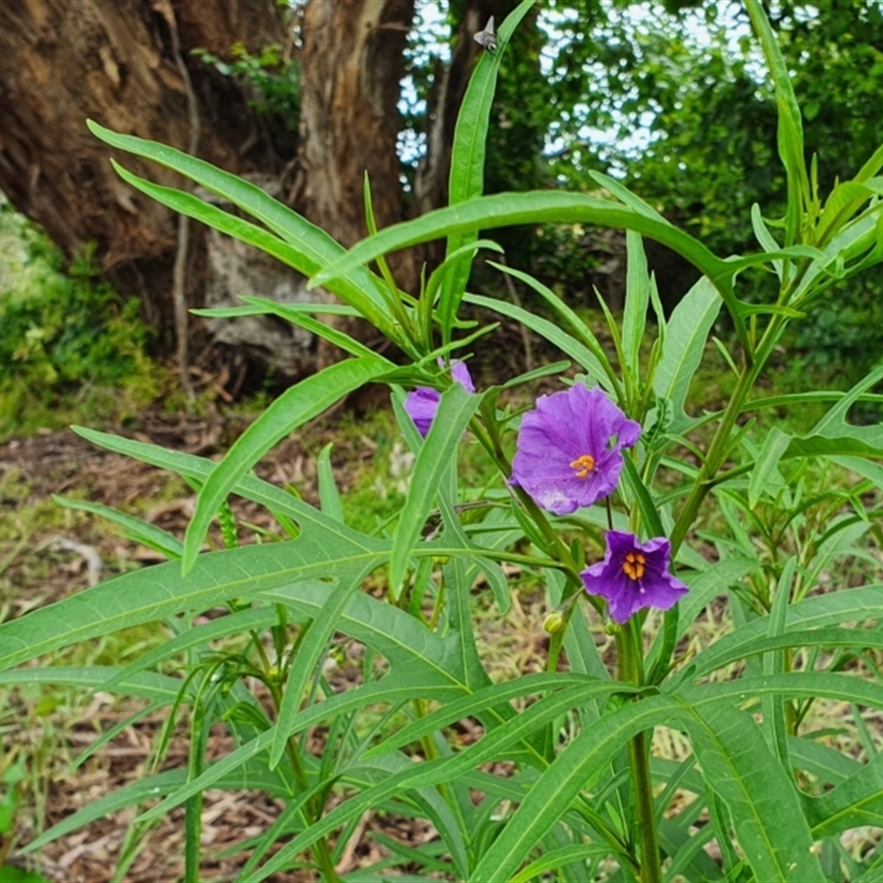 Solanum aviculare