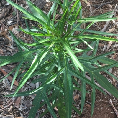 Solanum aviculare