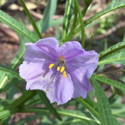 Solanum aviculare