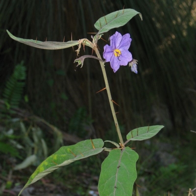 Solanum celatum