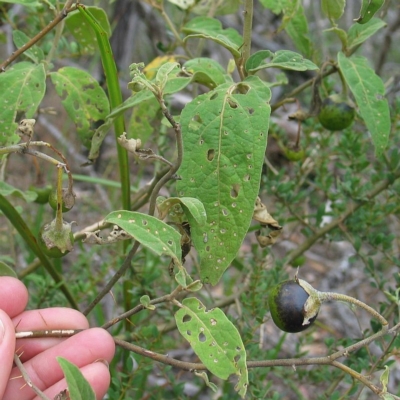 Solanum celatum