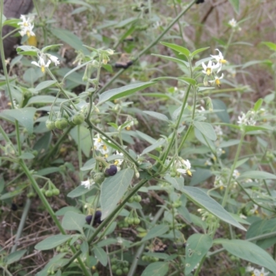 Solanum chenopodioides