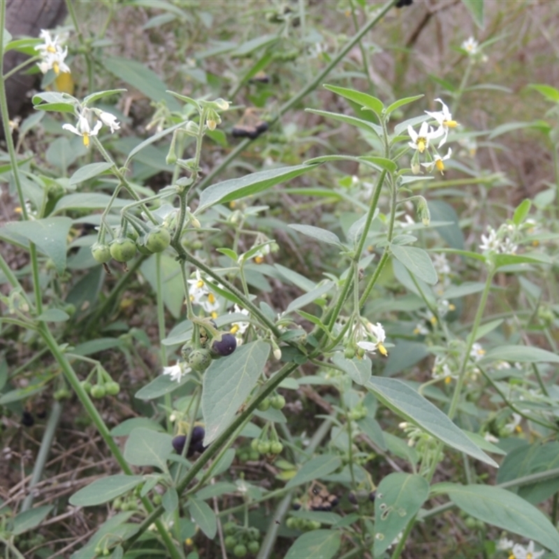 Solanum chenopodioides