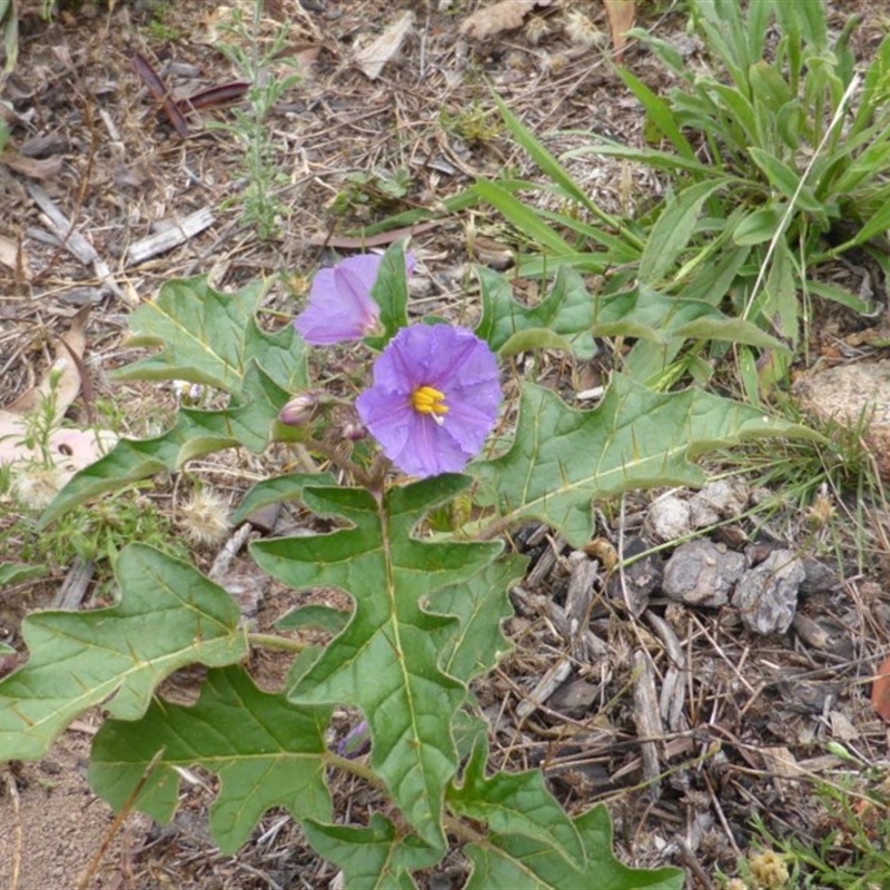 Solanum cinereum