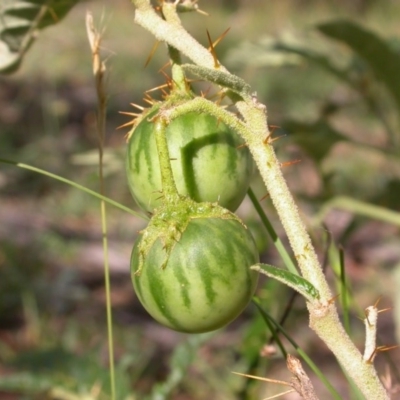 Solanum cinereum