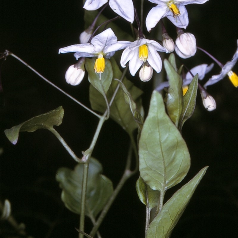 Solanum laxum