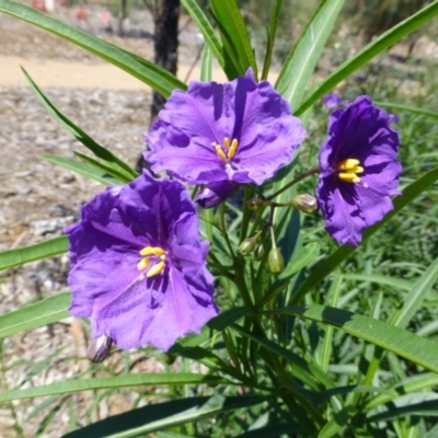 Solanum linearifolium