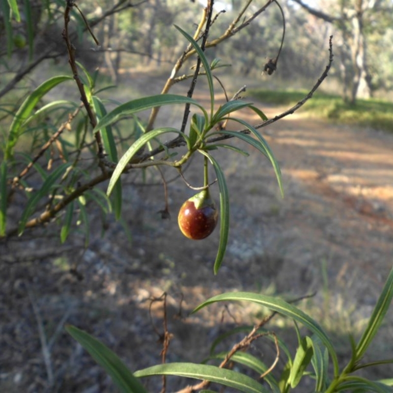 Solanum linearifolium