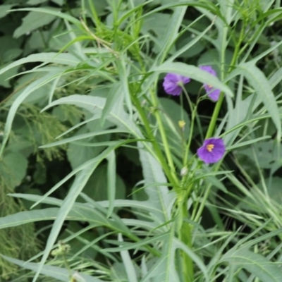 Solanum linearifolium/aviculare