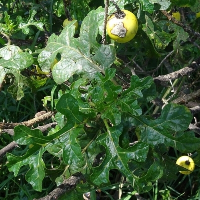 Solanum linnaeanum