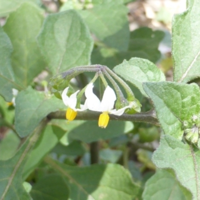 Solanum nigrum