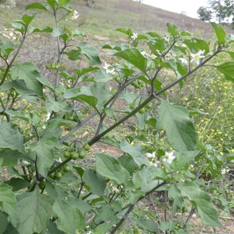 Solanum nigrum