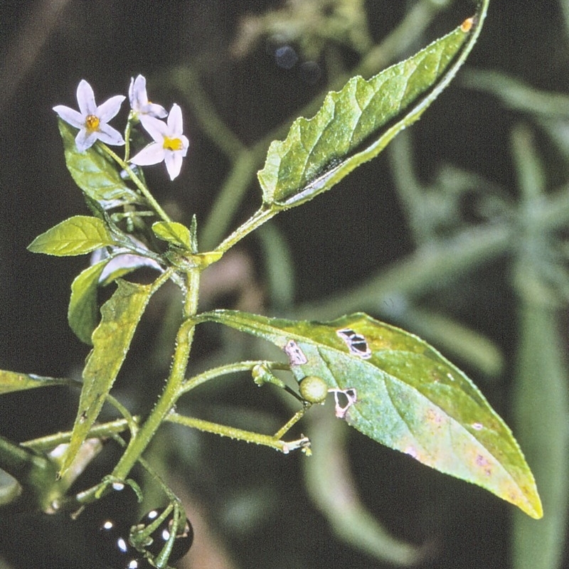 Solanum nodiflorum