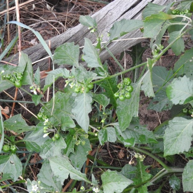 Solanum nodiflorum