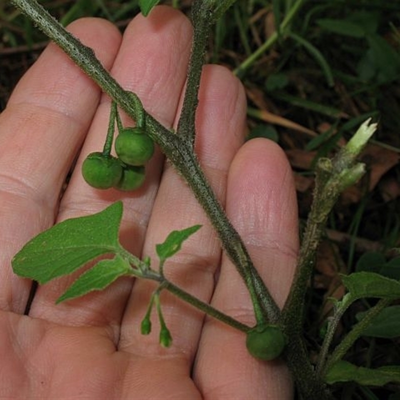 Solanum opacum