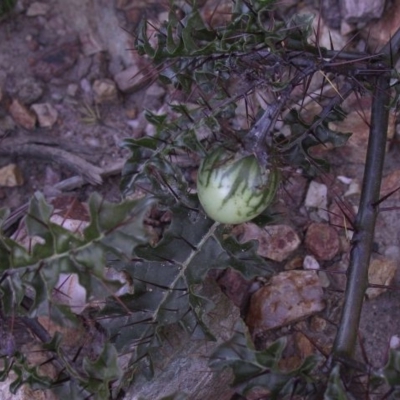 Solanum prinophyllum