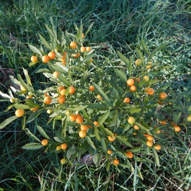 Solanum pseudocapsicum