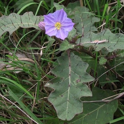 Solanum pungetium