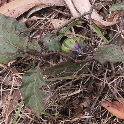 Solanum pungetium