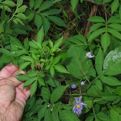 Solanum seaforthianum