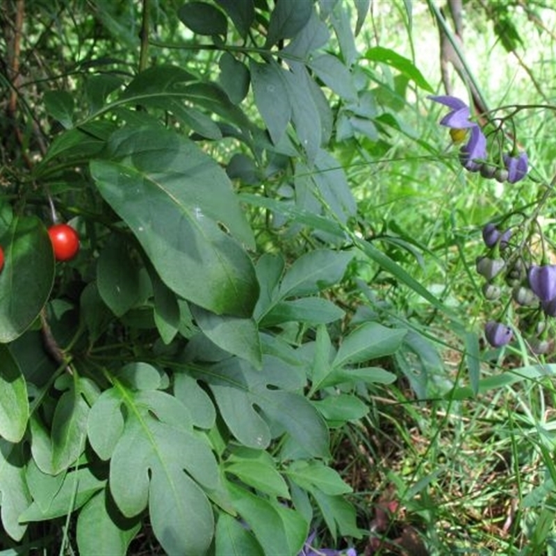 Solanum seaforthianum