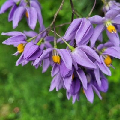 Solanum seaforthianum