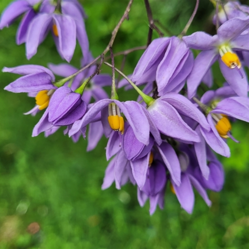 Solanum seaforthianum