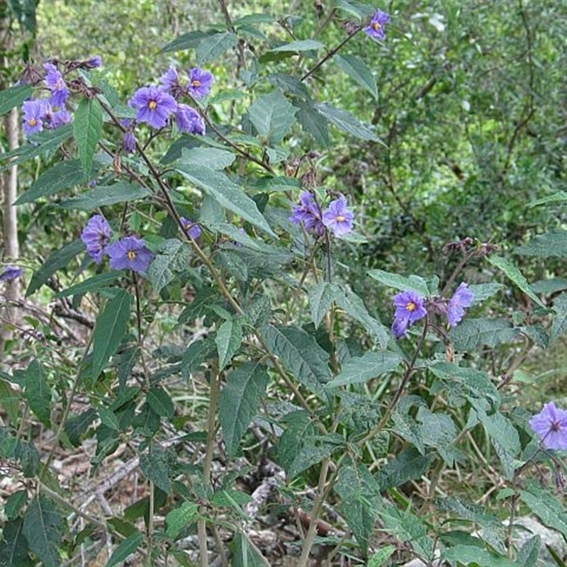 Solanum silvestre