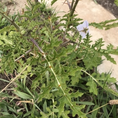 Solanum sisymbriifolium