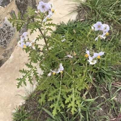 Solanum sisymbriifolium