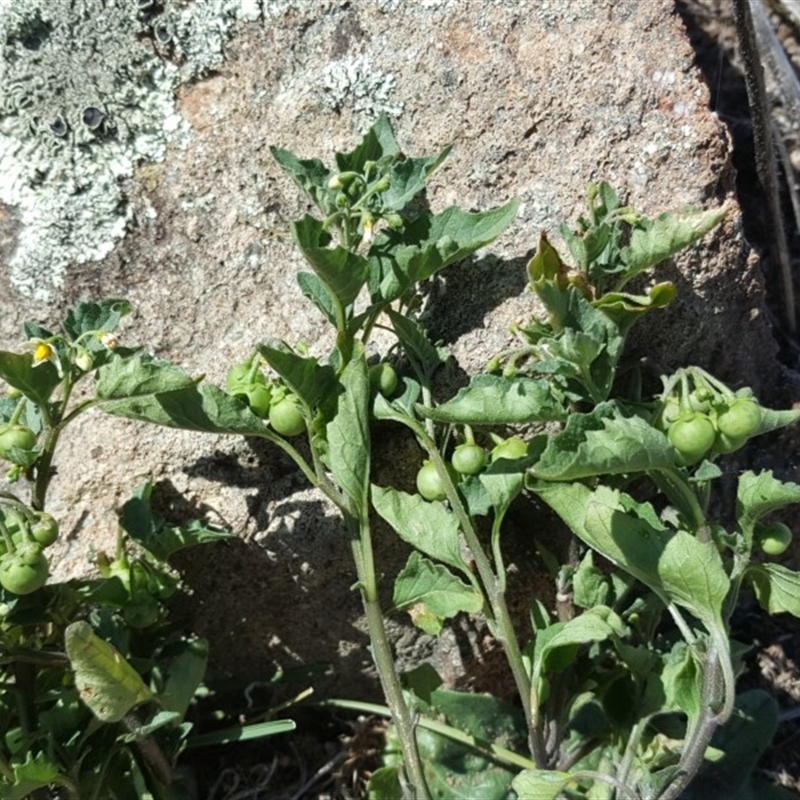 Solanum sp. (genus)