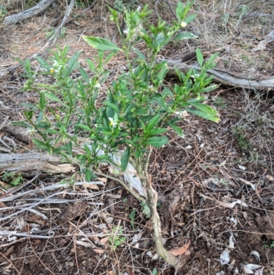 Solanum sp.