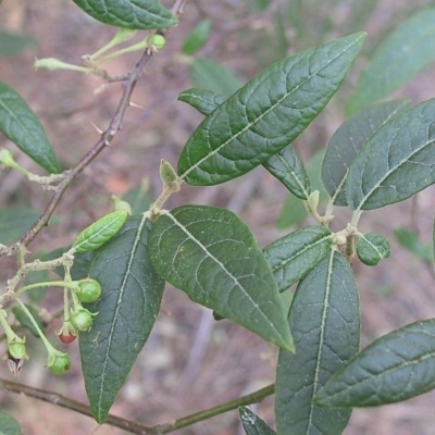 Solanum stelligerum