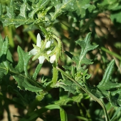 Solanum triflorum