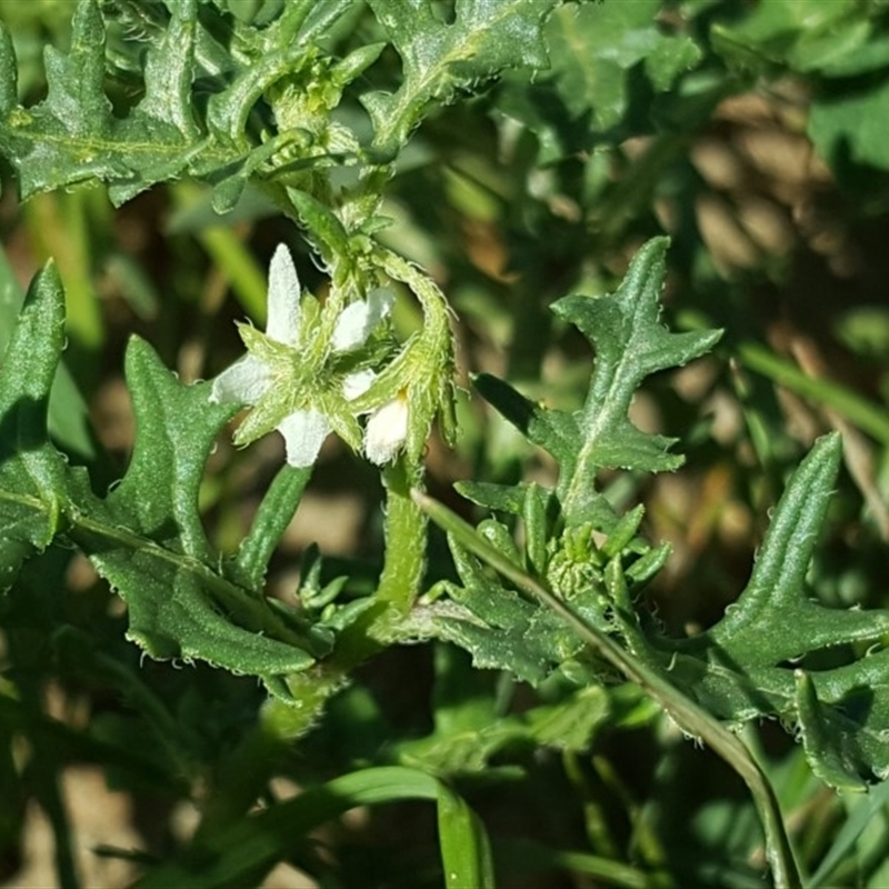 Solanum triflorum