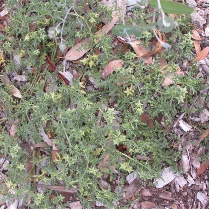 Solanum triflorum